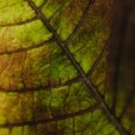 Optimal Garden Layout Design with 10 X 15 Raised Bed for Efficient Space Utilization