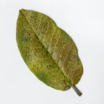 Landscaping Ideas With Bird Feeders Beautiful backyard landscaping ideas with bird feeders attracting wildlife and creating a natural oasis