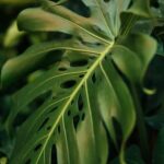Creative Dish-Lined Garden Edging: Dishes Landscape Border Ideas