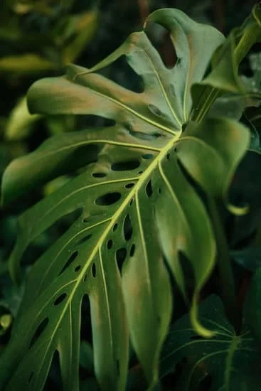 Creative Dish-Lined Garden Edging: Dishes Landscape Border Ideas