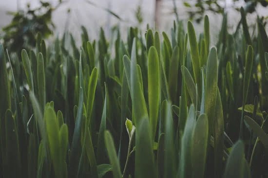 Garden Landscape Design Layout 1 Garden landscape design layout featuring vibrant blooms, lush greenery, and inviting pathways