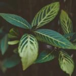 Backyard Landscaping Ideas Pictures Beautiful backyard landscaping ideas pictures showcasing stunning outdoor designs