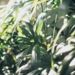 Arizona Landscape Ideas Stunning ARIZONA LANDSCAPE IDEAS: Desert gardens, cacti, and mountain backdrops