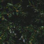 Trap Rock Landscaping Ideas Stunning TRAP ROCK LANDSCAPING IDEAS - creating a striking focal point in your outdoor space