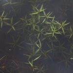 Landscape ideas with boulders: Rustic rock gardens for natural, sustainable design