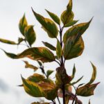 Tropical Landscape Ideas for Front Yard Vibrant tropical plants and pathways for front yard landscaping: TROPICAL LANDSCAPE IDEAS FOR FRONT YARD