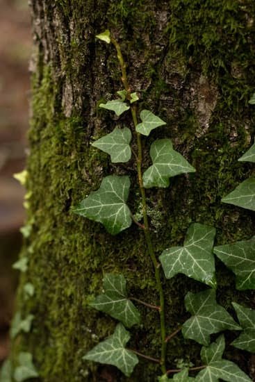 Beautiful Layout Cottage Garden Design: A stunning arrangement of flowers, plants, and pathways