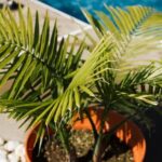Sleek and functional small garden layouts designs to elevate your outdoor space