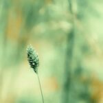 Envisioning the Perfect Layout for a Florida Butterfly Garden Design