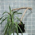 Front Yard Landscaping Ideas Plant Spacing Guide Front yard landscaping: Ideal plant spacing guide for beautiful outdoor space