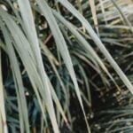 Dwarf Alberta Spruce: Perfect for Small Spaces, Evergreen Landscape Ideas