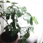 Garden Designs and Layouts Flowers Beautiful garden designs and layouts featuring colorful flowers in full bloom