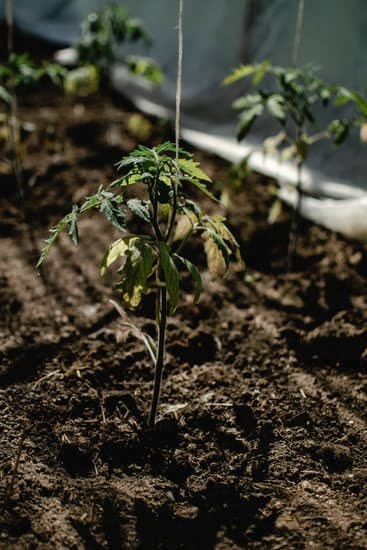 Designing a Vegetable Garden Layout 1 Optimal vegetable garden layout design with efficient space utilization and organized plant placement