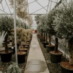 Spatial organization of an orchard garden optimizing growth and aesthetics