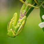 Landscape Ideaas With Dianathus Lush garden landscape ideaas with dianthus: vibrant flowers bordering a stone path