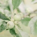 Zone 8 Landscaping Ideas Zone 8 landscaping ideas: Drought-tolerant plants, native grasses, and Mediterranean-inspired garden designs