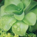 Planning a Garden Layout Design Efficiently plan your garden layout design for a beautiful outdoor space