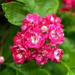 Step-by-step guide on how to design garden layout with photos for inspiration and ideas