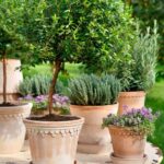 Free Landscaping Ideas: budget-friendly tips for creating a stunning outdoor space