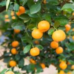 Xeriscape landscaping ideas for sustainable outdoor spaces