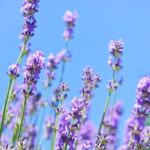 Landscape design showcasing best plants for privacy at LPLANT Nursery in Plymouth, MI - great for landscaping ideas