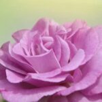Browse inspiring perennial garden design layouts for your outdoor space