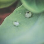 Budget-Friendly Landscape Ideas for a Stunning Outdoor Space - containing the keyword LANDSCAPE IDEAS CHEAP