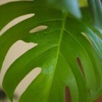 Landscaping Ideas for Small Townhouse Front Yards Landscaping Ideas for Small Townhouse Front Yards: Maximizing Space with Vertical Gardens and Potted Plants