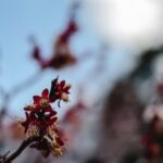 Lush forest hideaways for landscaping ideas in the woods