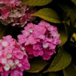 Landscaping Ideas Along Fence Creative landscaping ideas along fence: fragrant flowers, ornamental grass, and colorful vines for added curb appeal