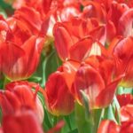 Cottage Garden Designs and Layouts Charming Cottage Garden Designs with Delightful Layouts