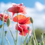 Natural Landscaping Ideas Beautiful natural landscaping ideas for your outdoor space