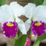 Lush and innovative landscaping ideas for commercial property to enhance curb appeal and attract tenants