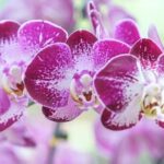 Transform your outdoor space with these easy simple landscaping ideas for a picturesque backyard