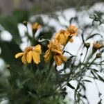 Landscaping Ideas Low Maintenance Landscaping Ideas Low Maintenance: Minimalist garden design with drought-resistant plants for easy upkeep