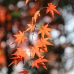 Ideas on Garden Landscape Ideas on Garden Landscape: lush greenery, colorful blooms, serene pathways, and water features