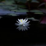 Landscaping Ideas With Gravel Modern landscaping ideas with gravel for a stylish outdoor space