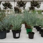 Kidney Shaped Pool Landscaping: Creative Ideas for a Unique Pool Shape