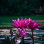 ACREAGE LANDSCAPE IDEAS: Transform your spacious outdoor space with these inspiring design concepts