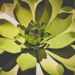 Perennial Landscape Ideas Beautiful Perennial Landscape Designs for Timeless Outdoor Spaces