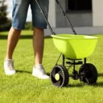 Vibrant African Iris Landscape Ideas: A Colorful Garden Inspiration