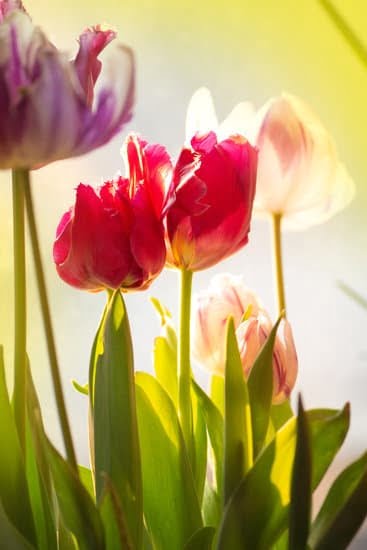 Transform your outdoor space with unique plantless landscaping ideas - perfect for low-maintenance yards