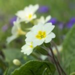 Designing a Perennial Garden Layout Designing a Perennial Garden Layout: Creating a Timeless Landscape with Colorful Blooms and Evergreen Foliage