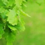 Garden and Landscaping Ideas Lush garden and landscaping ideas for your outdoor space