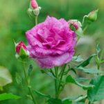 Rubber Mulch Landscaping Ideas Vibrant Rubber Mulch Landscaping Ideas: Transform Your Outdoor Space with Creative and Sustainable Designs