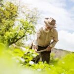 Landscaping Ideas With Begonias Vibrant landscaping ideas with begonias: a colorful and low-maintenance addition to your outdoor space