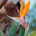 Front yard rock landscaping with stone paths and native plants for a natural, low-maintenance outdoor space