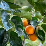 Spiral Kitchen Garden Layout: Innovative and Efficient Design for a Functional and Beautiful Outdoor Space
