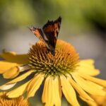 Green Landscaping Ideas Lush sustainable gardens with eco-friendly features - Green Landscaping Ideas