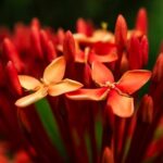 Yellow House Landscaping Ideas Vibrant yellow house surrounded by lush landscaping, perfect for your outdoor design inspiration